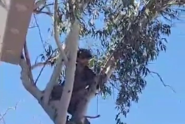 صورة وفاة بائع متجول أمام المارة في تعز (صورة)