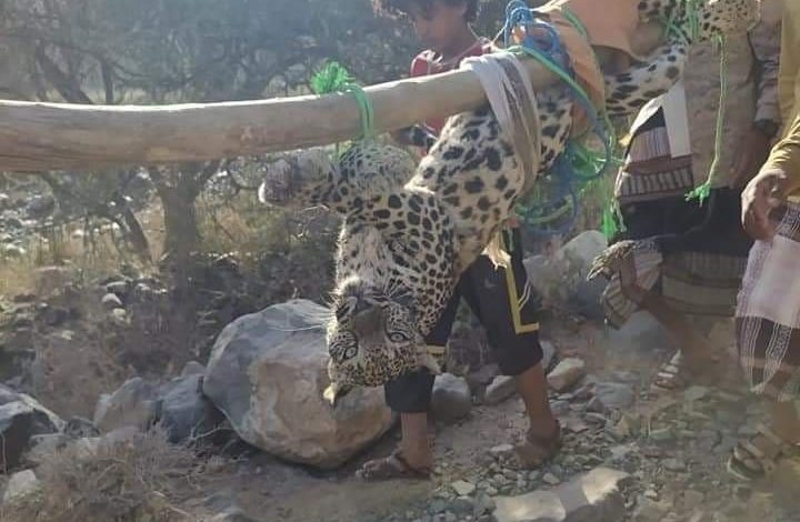صورة شاهد بالصور.. كيف تم اصطياد حيوان مفترس نادر جنوب اليمن؟ والمبلغ الذي عرض لشرائه