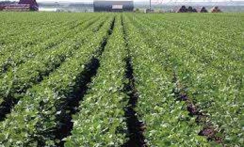 صورة فلكي يمني يتوقع إنخفاضا جديدا في درجات الحرارة وآخر يحذر المزارعين من الصقيع