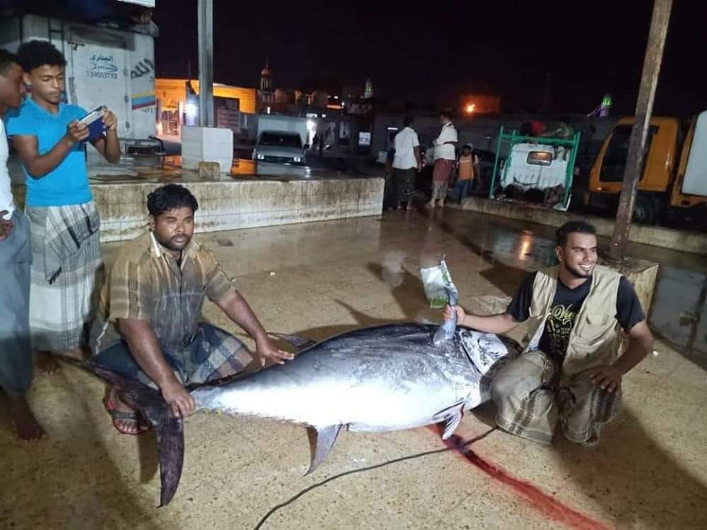 اصطياد سمكة نادرة جنوب اليمن (صورة)