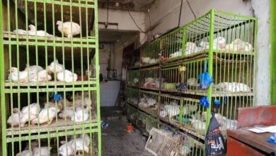 صورة مواطنون في لحج وعدن يعزفون عن شراء لحوم الدجاج