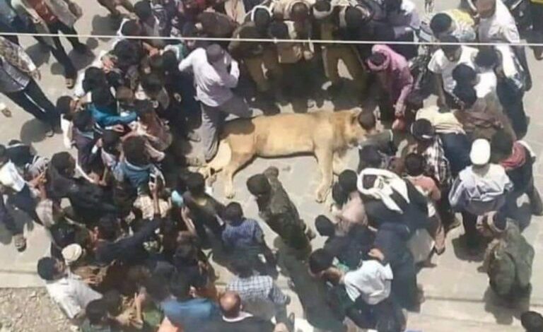 صورة العثور على أسد مغمي عليه وسط مدينة تعز (صورة)