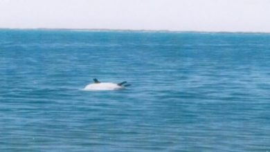 صورة التحالف يعلن تدمير لغم في البحر الاحمر وضع لهذا الهدف