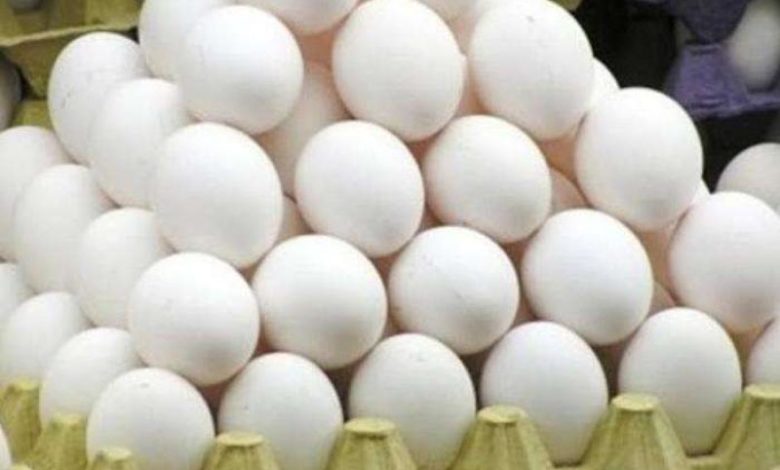 صورة جماعة الحوثي تمنع تصدير البيض للمحافظات المحررة واحتجاج للمزارعي الدواجن