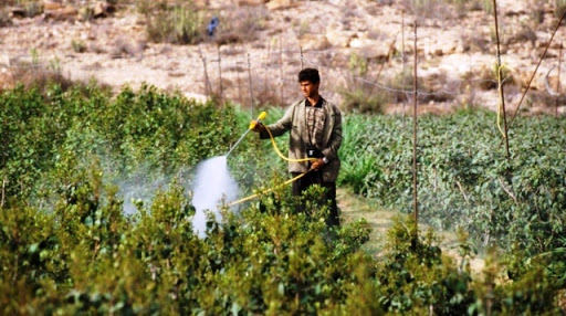 رش المبيدات الزراعية على شجرة القات في اليمن 