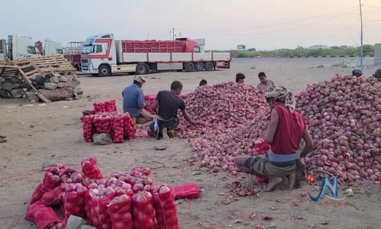صورة زراعة وتصدير البصل يوفر فرص عمل في الساحل الغربي
