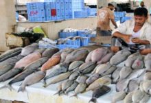 صورة ارتفاع أسعار الأسماك في عدن يفاقم معاناة السكان