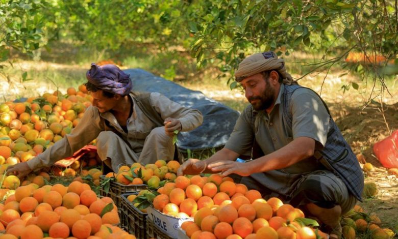 صورة تعقيدات السلام في اليمن