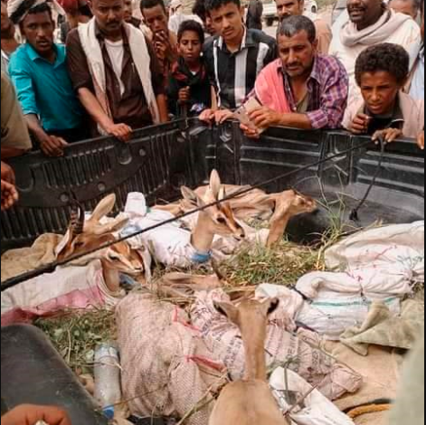 صورة امن الحدود يلقي القبض على يمني أثناء قيامه بتهريب وعول وغزلان إلى السعودية”صورة”