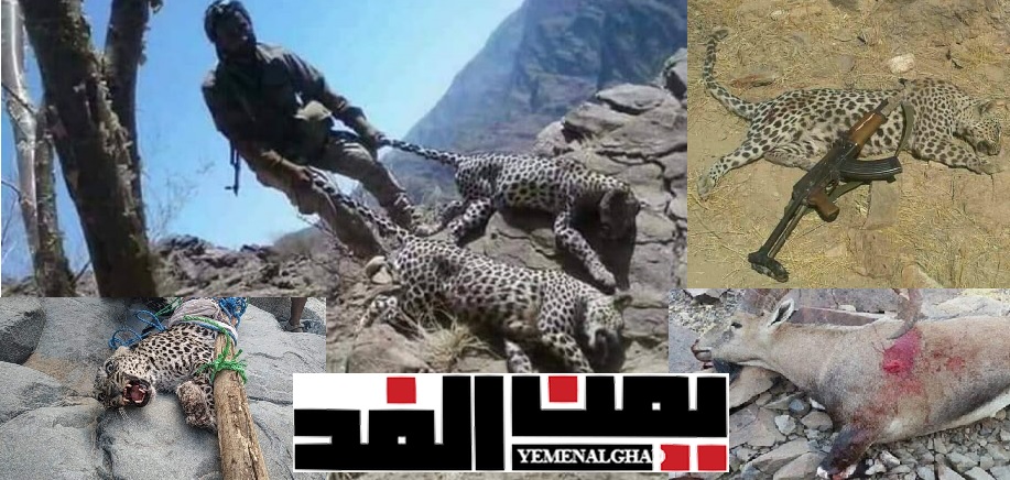 الاحتفال باصطياد الوعول والظباء تخلفا ثقافيا واغتيالا للحضارة اليمنية