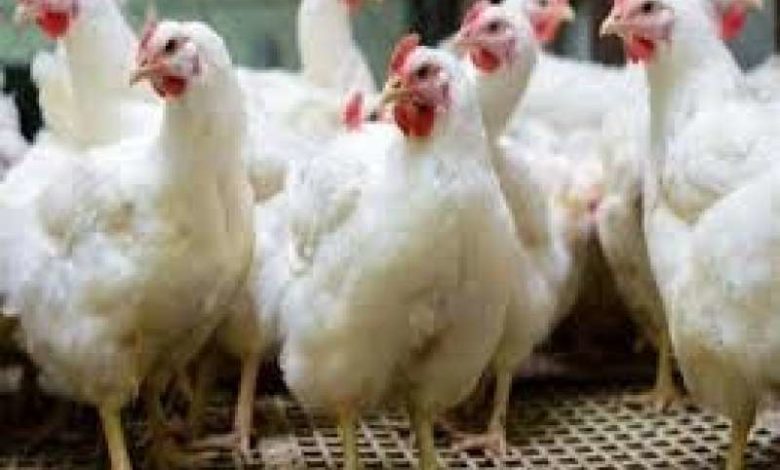 صورة إرتفاع أسعار الدجاج في صنعاء والمستهلك تطالب بالغائها
