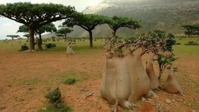 صورة “خطر” يهدد شجرة دم الأخوين في سقطرى ومصادر حكومية تكشف السبب