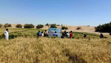 صورة منظمة “الفاو” تستهدف 120 من مزارعي مديرية عسيلان