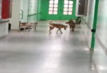 صورة الكلاب تقتحم مستشفى الرازي في أبين