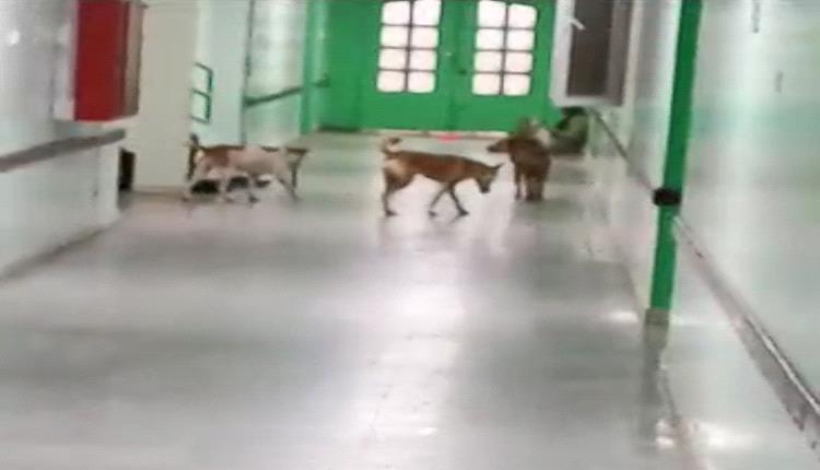 الكلاب تقتحم مستشفى الرازي في أبين
