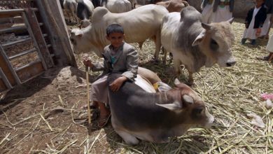 صورة كيف تصدرت الصين اقتصاد العالم وما علاقة أبقار اليمن؟