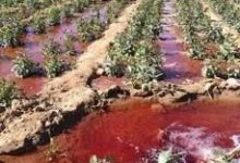 صورة مبيدات الحوثي المسرطنة تصيب المزارعين في مقتل