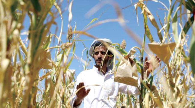 صورة مبيدات خطرة وبذور ملوثة.. الفساد الحوثي يهدد قطاع الزراعة