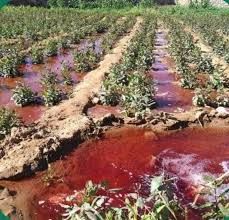 صورة مبيدات الحوثي المسرطنة تصيب المزارعين في مقتل