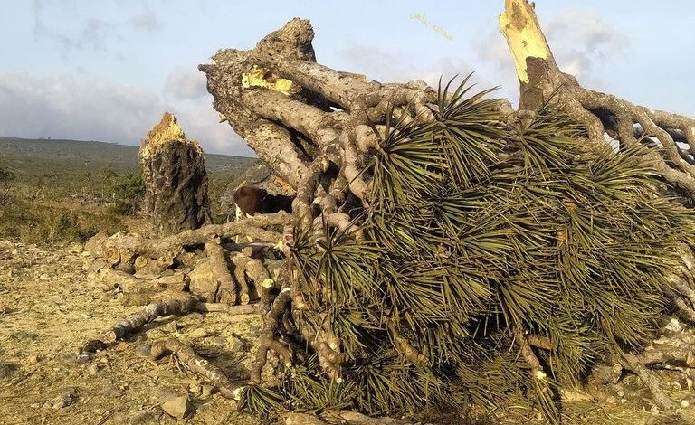 صورة تهديدات خطيرة تحدق بأيقونة سقطرى.. ماذا يحدث لدم الأخوين في الجزيرة؟