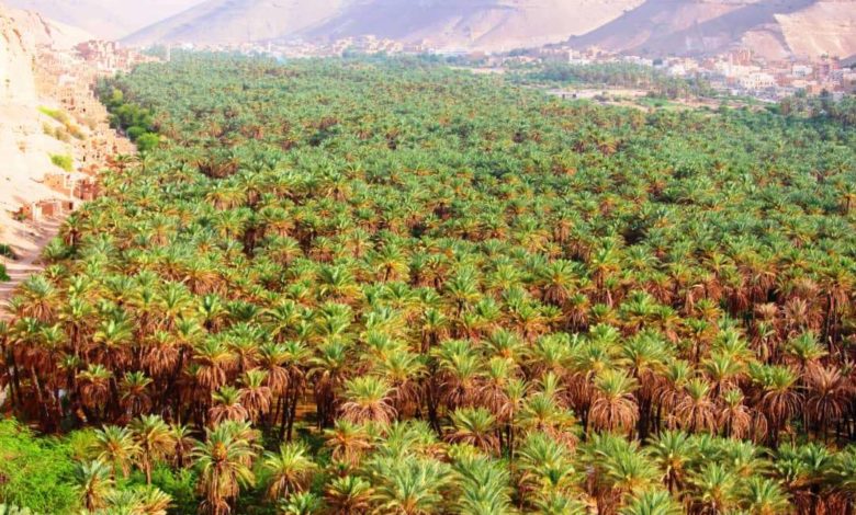 صورة كيف يستعيد المزارعون إنتاجية محصول التمر في مزارع ساه بوادي حضرموت؟