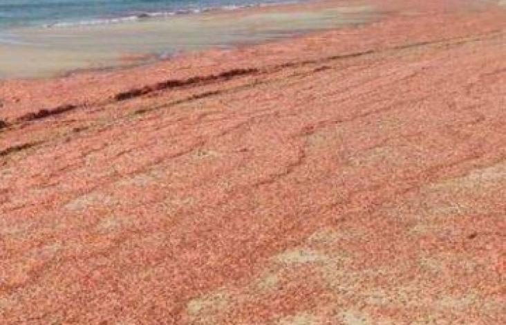 صورة نفوق كميات كبيرة من ”الجمبري ”قبالة سواحل المهرة ..و مصدر يوضح السبب