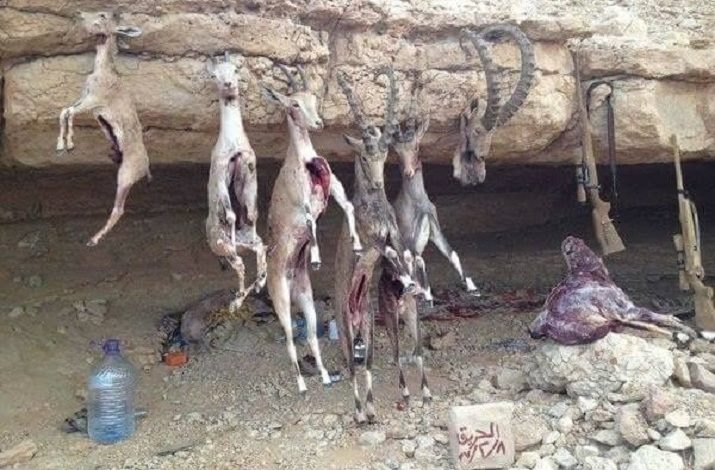 صورة السلطات تدرس خيارات الحماية.. الوعل والغزلان على مشارف الإنقراض